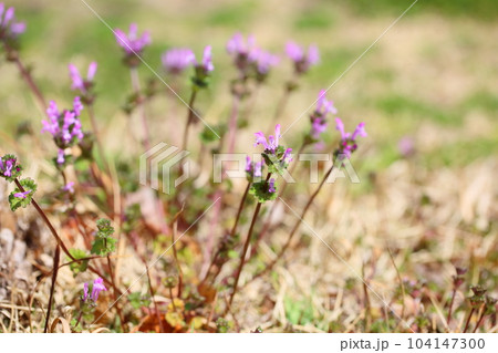 ホトケノザの花 104147300