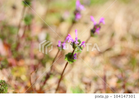 ホトケノザの花 ホトケノザの花 104147301