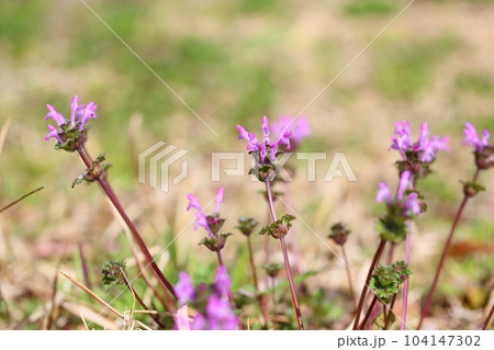 ホトケノザの花 104147302