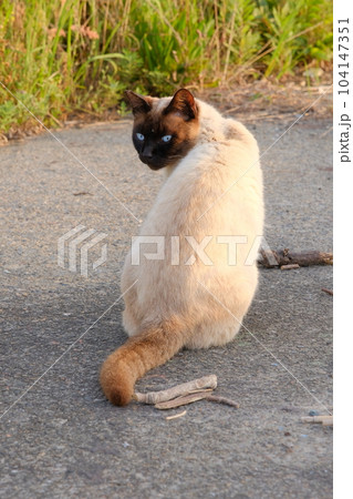道端でお座りするシャム猫 道端でお座りするシャム猫 104147351