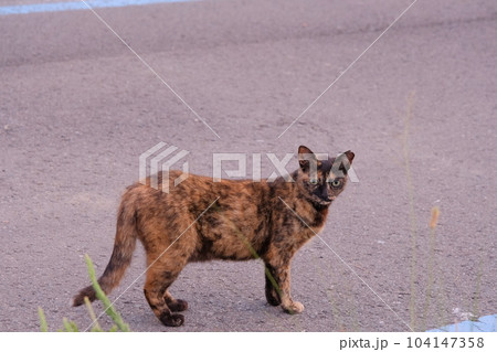 こちらを気にするさび猫 104147358