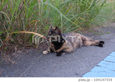 道端で横になるさび猫 104147359