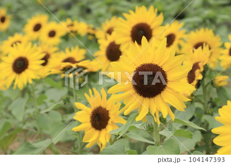 初夏のひまわり 104147393