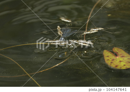 クロイトトンボ死骸に群がるナミアメンボ 104147641