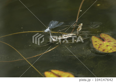 クロイトトンボ死骸に群がるナミアメンボ 104147642