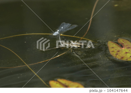 クロイトトンボ死骸に群がるナミアメンボ 104147644