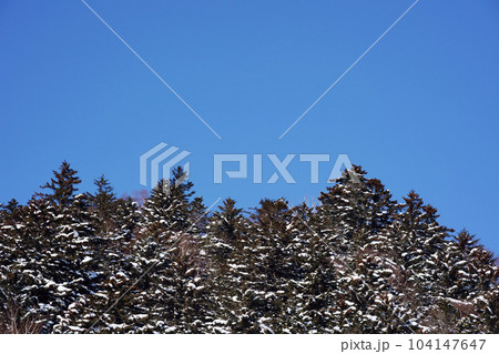 青空と雪が積もった針葉樹　北海道 104147647