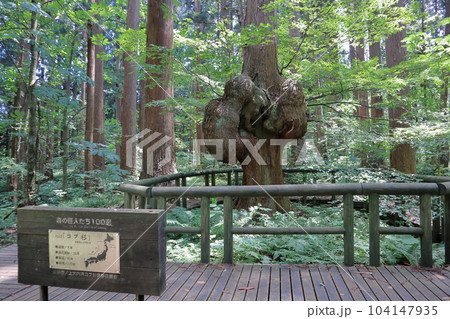 天然秋田スギ コブ杉 天然秋田スギ コブ杉 104147935