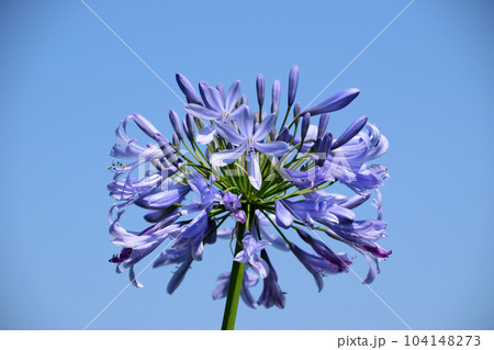 南国のアガパンサス 104148273