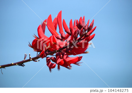 サンゴシトウ 104148275