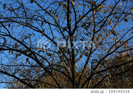 三ッ池公園を歩いた 三ッ池公園を歩いた 104148358