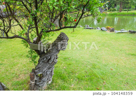 珍しい樹形のザクロ【あがたの森公園】 104148359