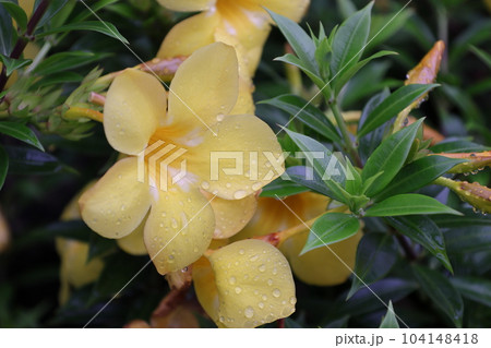 南国の黄色いアリアケカズラの花 104148418