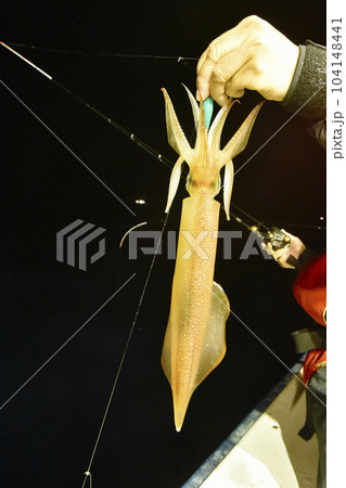 釣りたてで透明感のあるイカ 104148441