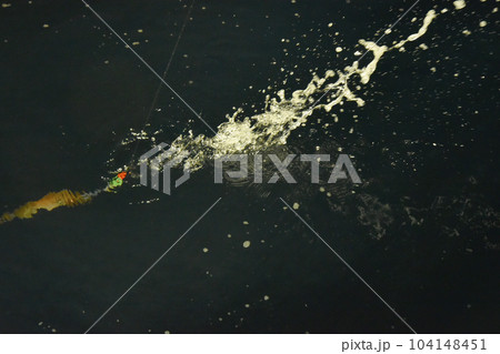 イカが水を吐くさまはジェット噴射といわれる 104148451