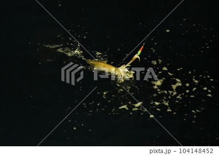 触腕にスッテが掛かった状態で浮いてきたケンサキイカ 触腕にスッテが掛かった状態で浮いてきたケンサキイカ 104148452