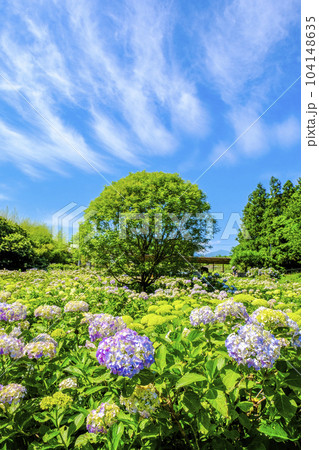 初夏の空と紫陽花（縦） 104148635