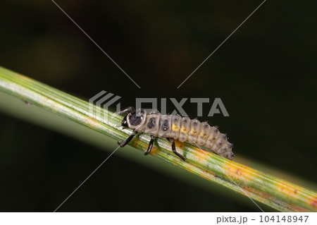 生き物 昆虫 クリサキテントウ、幼虫です。マツにつくアブラムシを食べるのでマツ類に特異的に見られます 生き物 昆虫 クリサキテントウ、幼虫です。マツにつくアブラムシを食べるのでマツ類に特異的に見られます 104148947