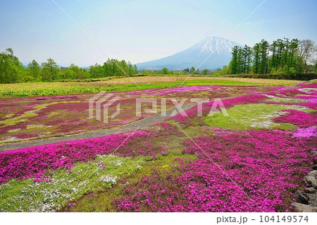 初夏の北海道　倶知安町の名所「三島さんの芝ざくら庭園」 104149574
