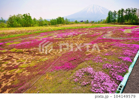 初夏の北海道　倶知安町の名所「三島さんの芝ざくら庭園」 104149579