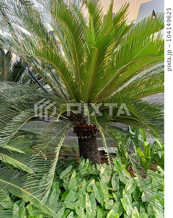 Close up of sago palm plant Close up of sago palm plant 104149625