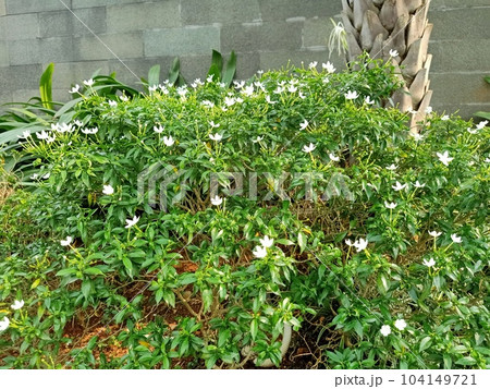 Close up of neros crown plant Close up of neros crown plant 104149721