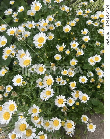 たくさんのマーガレットの花々 たくさんのマーガレットの花々 104149784