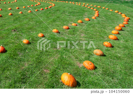 草原に並んだカボチャ 草原に並んだカボチャ 104150060
