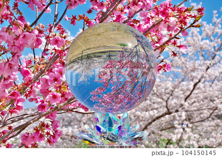 【満開の桜・さくら緑地 (水晶玉)】 滋賀県野洲市南櫻 104150145