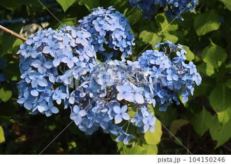 家庭菜園　庭　あじさい　紫陽花　アジサイ　6月　梅雨　花 104150246