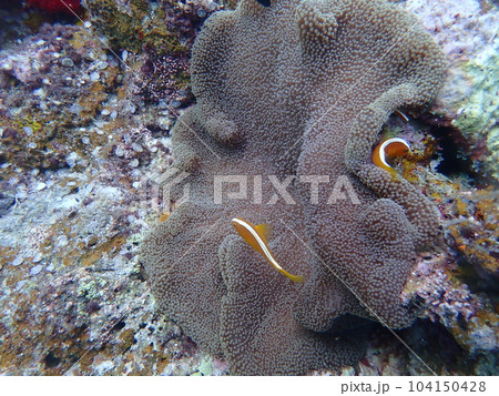 海中のセジロクマノミとイソギンチャク 海中のセジロクマノミとイソギンチャク 104150428