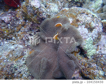 海中のセジロクマノミとイソギンチャク 104150430