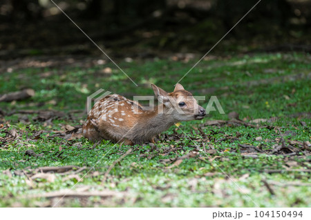 子鹿　奈良公園 104150494