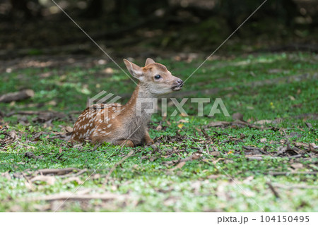 子鹿 奈良公園 子鹿 奈良公園 104150495