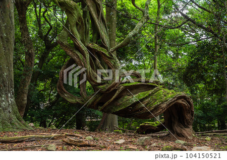 森の情景 奈良公園 森の情景 奈良公園 104150521