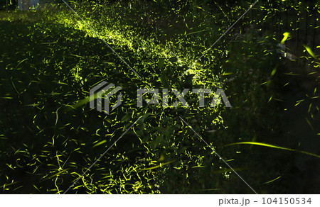 ヘイケボタル 104150534