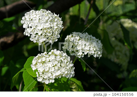 アジサイ（紫陽花） 104150556