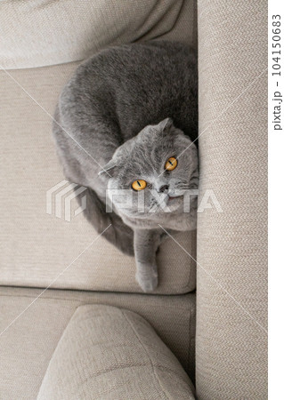 Cute grey cat on sofa aesthetic minimalist. Scottish fold cat. Domestic pet Cute grey cat on sofa aesthetic minimalist. Scottish fold cat. Domestic pet 104150683