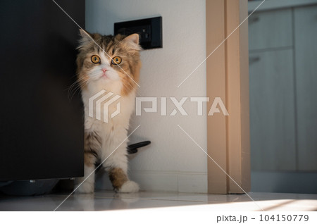 Curious crossbreed Persian cat hiding behind the refrigerator when she saw stranger. Curious crossbreed Persian cat hiding behind the refrigerator when she saw stranger. 104150779