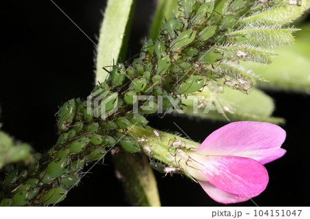 生き物　昆虫　ソラマメヒゲナガアブラムシ、カラスノエンドウに大量に。名前の通りソラマメ類の大敵 104151047