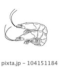 Shrimp 104151184