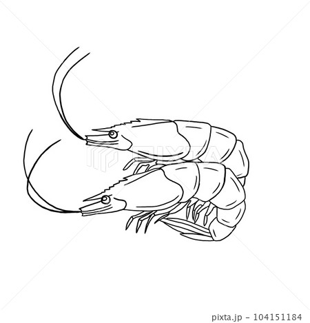 Shrimp Shrimp 104151184