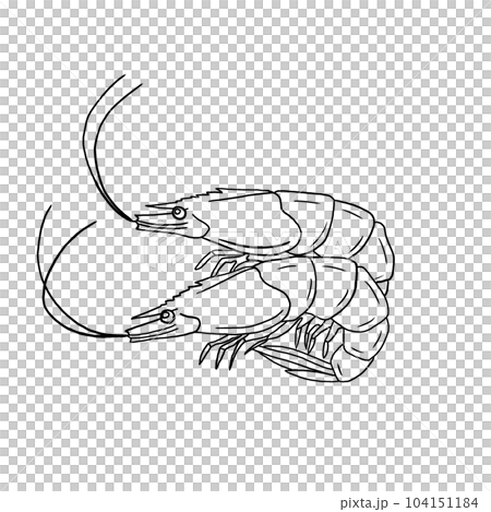 Shrimp Shrimp 104151184