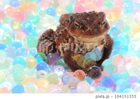 ガマガエルのアップ 104151355