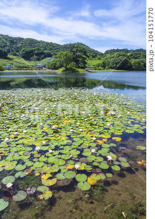 スイレンの花咲く夏の多鯰ヶ池 鳥取県 多鯰ヶ池 104151770