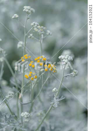 シロタエギク 104152021