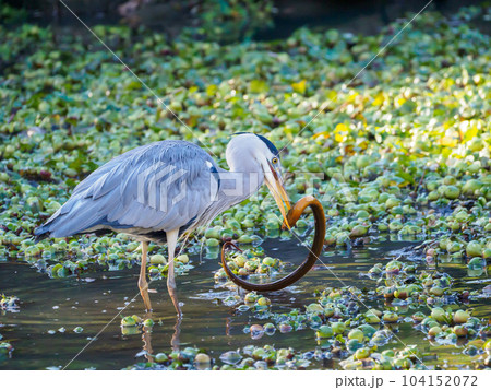 タウナギを食らうアオサギ タウナギを食らうアオサギ 104152072