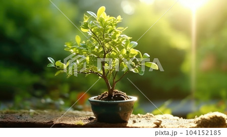 Young plant growing on dirt with sunshine in nature, Growth of new life on background. Young plant growing on dirt with sunshine in nature, Growth of new life on background. 104152185