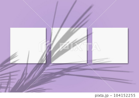 Natural light casts shadows from the palm branch on 3 square sheets of white textured paper lying on a pink textured background. Mockup 104152255