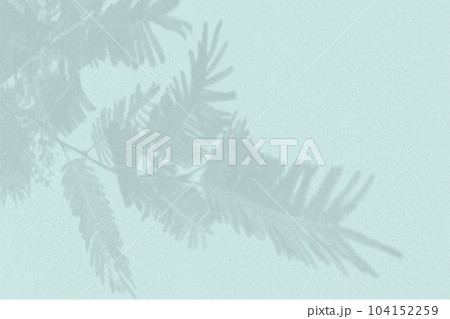 Natural light casts shadows from tui branch on a textured blue background. Mock up with an overlay of plant shadows 104152259